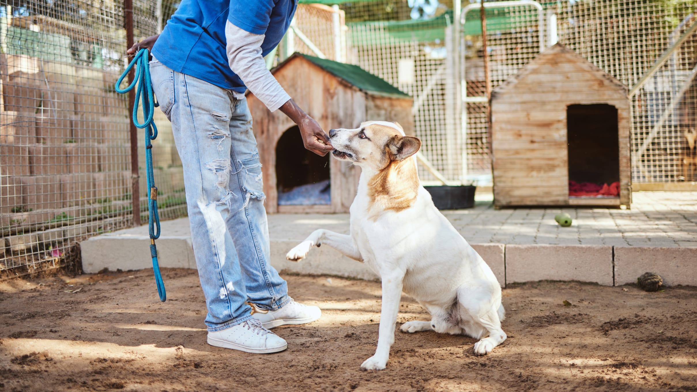 Top 4 Animal Rescue Centers and Dog Shelters in Abu Dhabi Pet